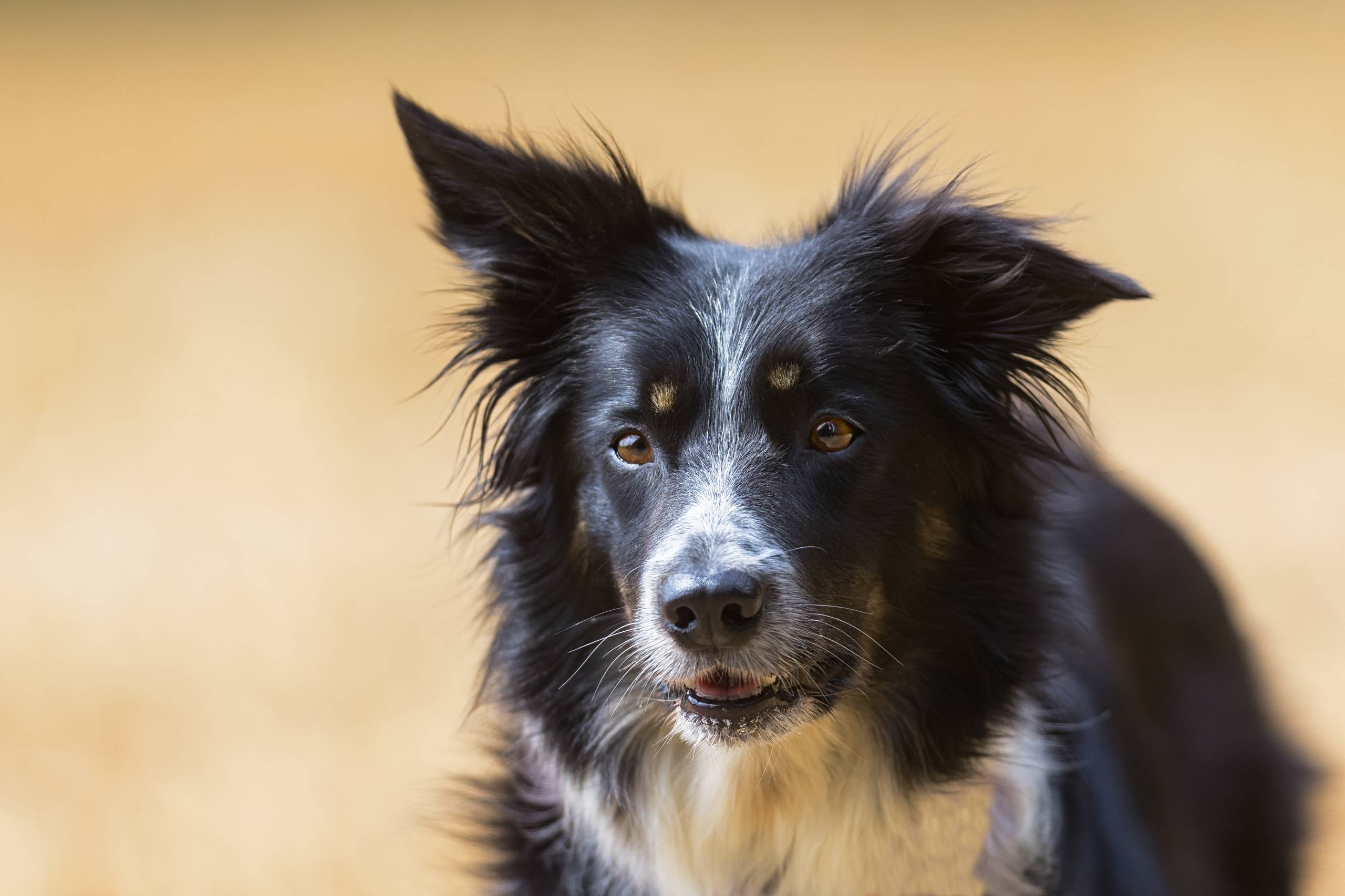 Freilaufende Hunde
