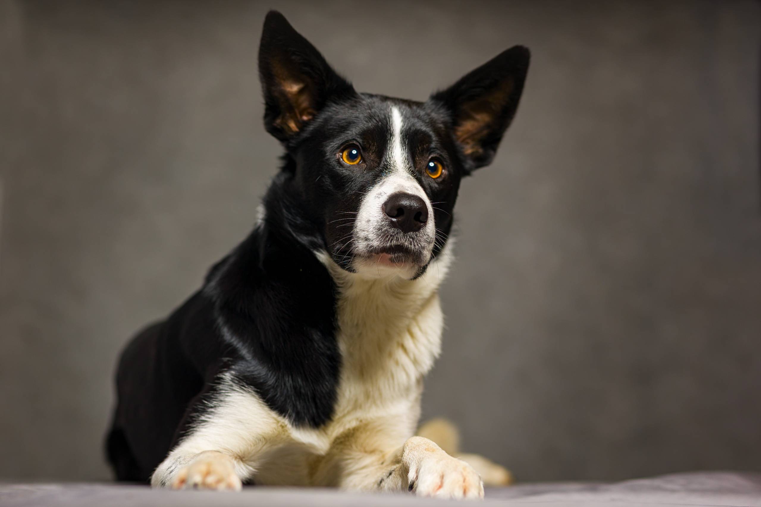 Fotoshooting HSZD 21.12.2020