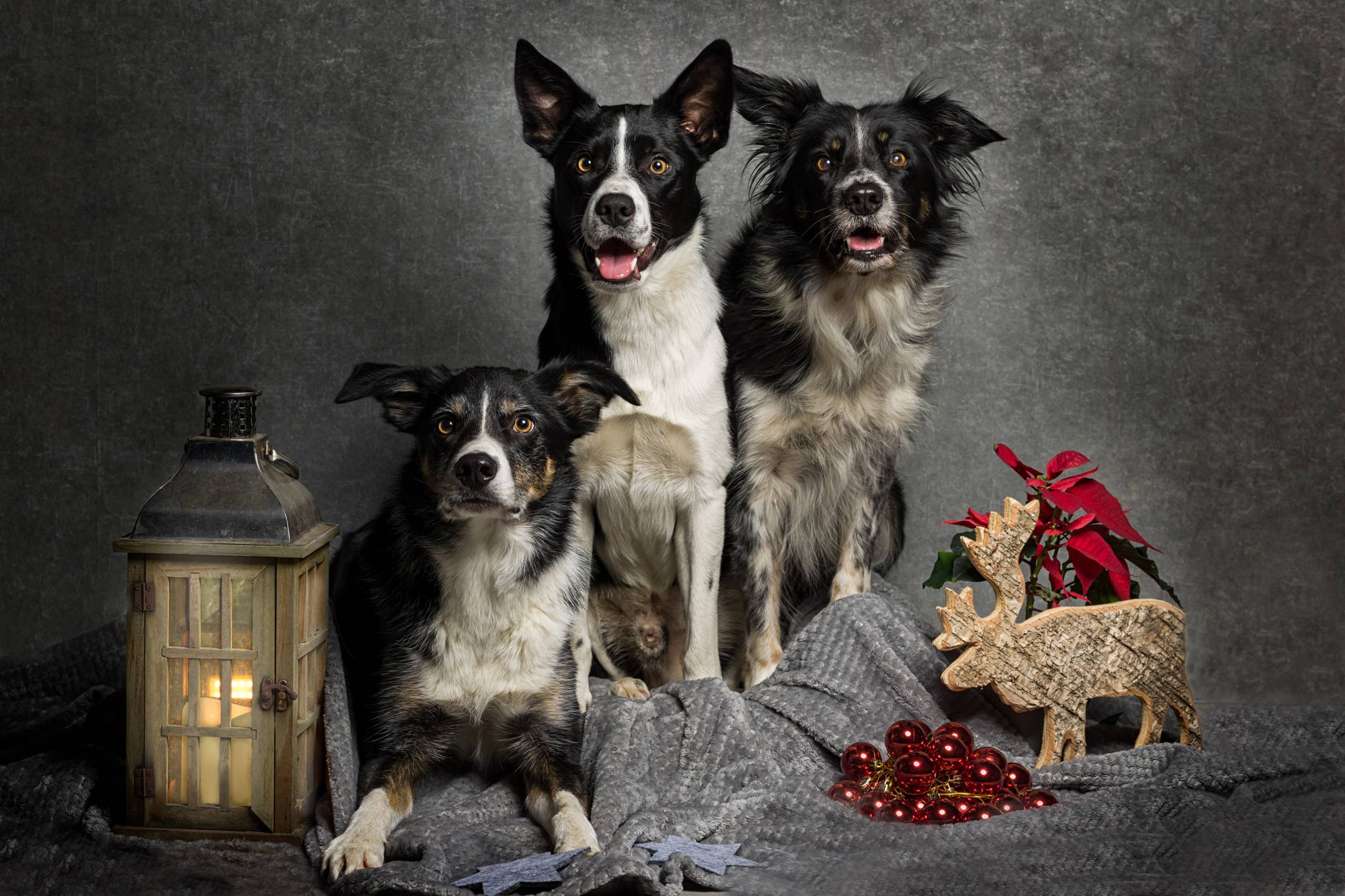 Fotoshooting HSZD 21.12.2020